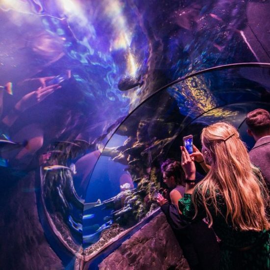 Sea Life London Aquarium Underwater Glass Tunnel